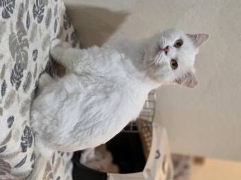 Domestic Medium Hair Cats Available for Adoption in Rio Linda, California - Alabaster | PetCurious