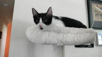 Rogue -  Domestic Medium Hair Cat Available for Adoption in Richardson, Texas - Rogue | PetCurious
