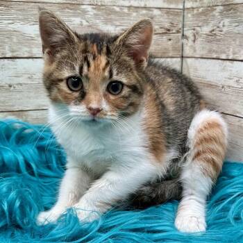 Khannie -  Domestic Short Hair Cat for Adoption in Lexington, Kentucky - Khannie | PetCurious