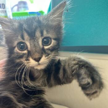 Kane -  Domestic Long Hair Cat for Adoption in Uniontown, Pennsylvania - Kane | PetCurious