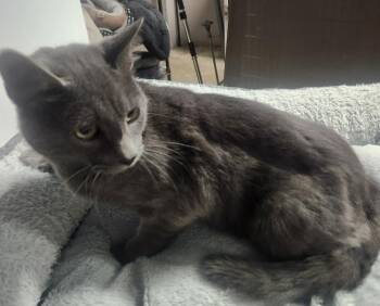 BEAU BANDIT -  Domestic Short Hair Cat for Adoption in Lexington, Tennessee - BEAU BANDIT | PetCurious
