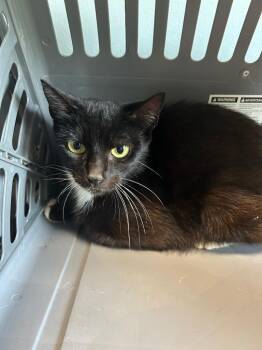 Valentina -  Domestic Short Hair Cat Available for Adoption in Gautier, Mississippi - Valentina | PetCurious