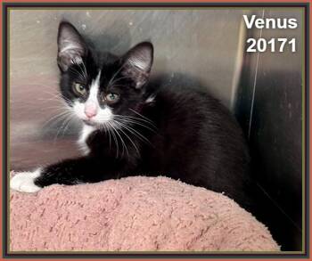VENUS -  Domestic Short Hair Cat for Adoption in Marietta, Georgia - VENUS | PetCurious