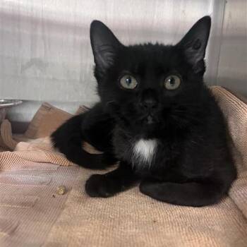 Drew -  Domestic Short Hair Cat for Adoption in Bentonville, Arkansas - Drew | PetCurious
