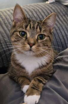 Rescue Domestic Short Hair Cats for Adoption in West Lawn, Pennsylvania - Bunny | PetCurious