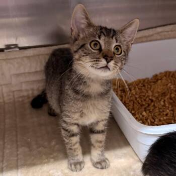 Daffodil -  Domestic Short Hair Cat for Adoption in Hinesville, Georgia - Daffodil | PetCurious