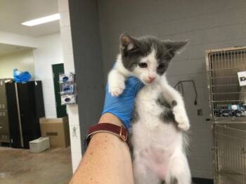 Domestic Short Hair Cats Available for Adoption - A1867893 | PetCurious