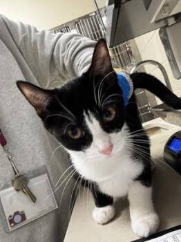 Jupiter -  Domestic Short Hair Cat for Adoption in Wichita, Kansas - Jupiter | PetCurious