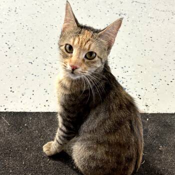 Rescue American Shorthair Cats for Adoption in Houston, Texas - Khloe | PetCurious