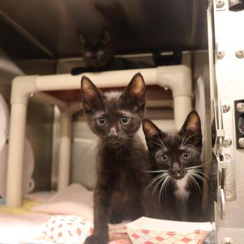 Domestic Short Hair Cats Available for Adoption in Briarcliff Manor, New York - Velma | PetCurious