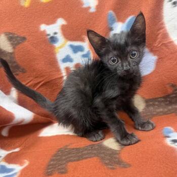 Domestic Short Hair Cats Available for Adoption - Olive | PetCurious