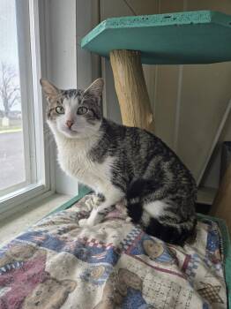 Domestic Short Hair Cats Available for Adoption in Maquoketa, Iowa - Oliver | PetCurious