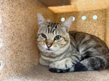 SWEET PEA -  Domestic Short Hair Cat for Adoption in Antioch, California - SWEET PEA | PetCurious