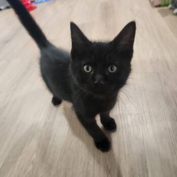 Rescue Domestic Short Hair Cats for Adoption in Portage, Michigan - Cajeput | PetCurious