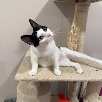 Mama June -  Domestic Short Hair Cat for Adoption in Fairfield, Connecticut - Mama June | PetCurious