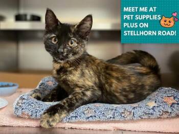 CONFETTI -  Domestic Short Hair Cat for Adoption in Fort Wayne, Indiana - CONFETTI | PetCurious