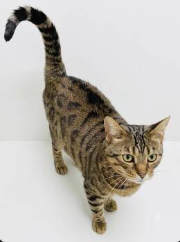 Becky -  Bengal Cat for Adoption in Claresholm, Alberta - Becky | PetCurious