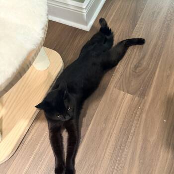 Domestic Short Hair Cats Available for Adoption in Bellmawr, New Jersey - Bernie | PetCurious