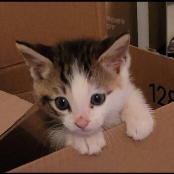 Gerald -  Domestic Short Hair Cat for Adoption in Granville, Ohio - Gerald | PetCurious