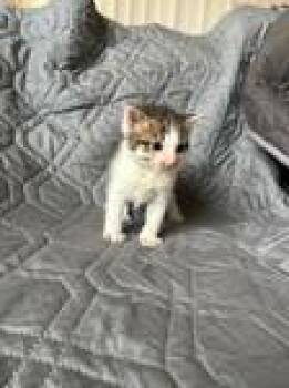 Domestic Short Hair Cats Available for Adoption in Chico, California - Pop | PetCurious