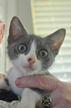 Domestic Short Hair Cats Available for Adoption in New Braunfels, Texas - Ziggy | PetCurious