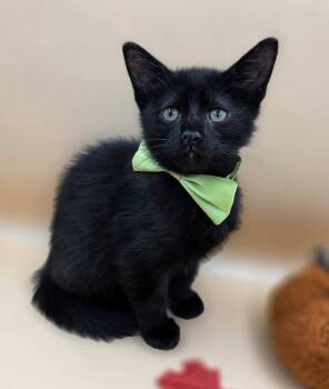 Pepper -  Domestic Short Hair and Bombay Cat for Adoption in Mobile, Alabama - Pepper | PetCurious