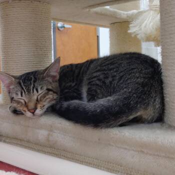 Captain -  Domestic Short Hair Cat for Adoption in Corpus Christi, Texas - Captain | PetCurious