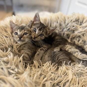 Firecrest 21 -  Domestic Short Hair Cat for Adoption in Austin, Texas - Firecrest 21 | PetCurious