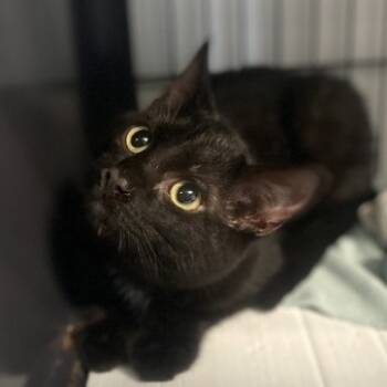 Rescue Domestic Short Hair Cats for Adoption in Davenport, Iowa - No Chip | PetCurious