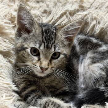 Patsy -  Domestic Short Hair Cat for Adoption in Portland, Oregon - Patsy | PetCurious