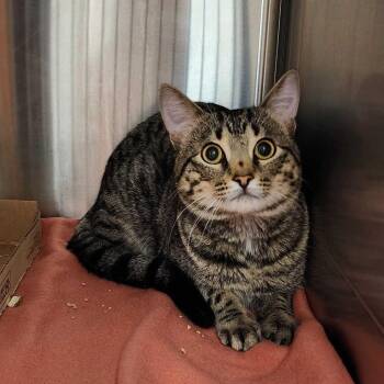 George Tropicana -  Domestic Short Hair Cat for Adoption in Davenport, Iowa - George Tropicana | PetCurious