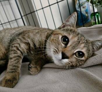 Rescue Domestic Short Hair Cats for Adoption in Lemoyne, Pennsylvania - Chocolate (the Sweetest Addition) | PetCurious