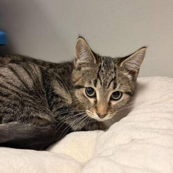 Shrimp Tempurrra -  Domestic Short Hair Cat for Adoption in Davenport, Iowa - Shrimp Tempurrra | PetCurious
