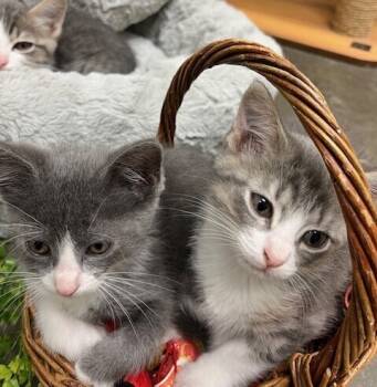 Rescue Domestic Short Hair Cats for Adoption in Bartlesville, Oklahoma - Tisket | PetCurious