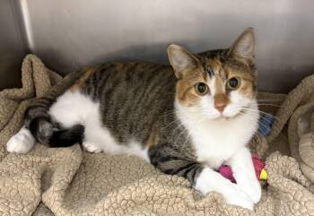Effie -  Domestic Short Hair Cat for Adoption in Geneseo, Illinois - Effie | PetCurious