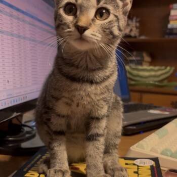 Peanut -  Domestic Short Hair Cat for Adoption in Mantua Township, New Jersey - Peanut | PetCurious