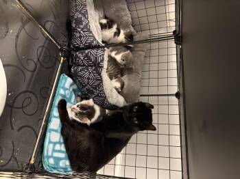 Mystery Machine -  Domestic Short Hair Cat for Adoption in Disputanta, Virginia - Mystery Machine | PetCurious