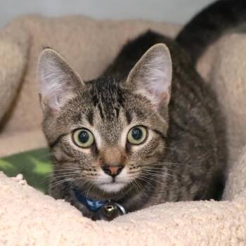 Rudolph -  Domestic Short Hair Cat for Adoption in Port Washington, New York - Rudolph | PetCurious
