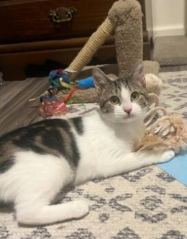 Minnie Moo -  Domestic Short Hair Cat for Adoption in Woodmere, New York - Minnie Moo | PetCurious