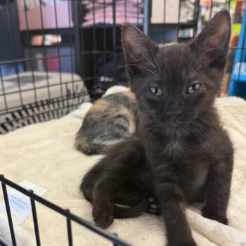 Kael -  Domestic Medium Hair Cat for Adoption in Chico, California - Kael | PetCurious