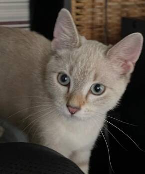 Vassell (Vassy) -  Siamese and Domestic Short Hair Cat for Adoption in San Antonio, Texas - Vassell (Vassy) | PetCurious