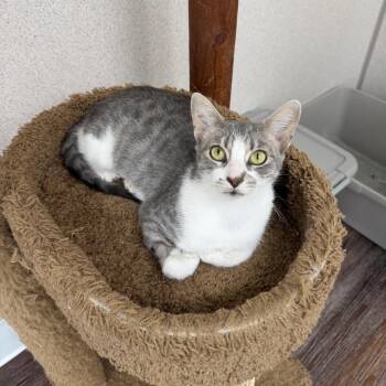 Shannon -  Domestic Short Hair Cat for Adoption in Naperville, Illinois - Shannon | PetCurious