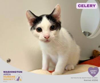 Celery -  Domestic Short Hair Cat for Adoption in Eighty Four, Pennsylvania - Celery | PetCurious