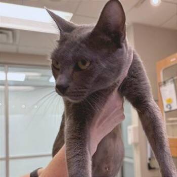 Mama Jama -  Domestic Short Hair Cat for Adoption in Murray, Utah - Mama Jama | PetCurious