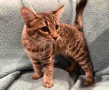 Willie -  Domestic Medium Hair Cat for Adoption in Diamond Springs, California - Willie | PetCurious