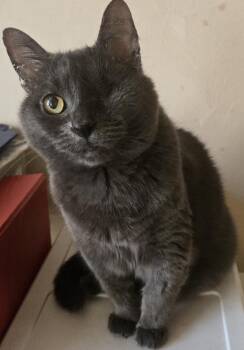 Emerald -  Domestic Short Hair Cat for Adoption in New York, New York - Emerald | PetCurious