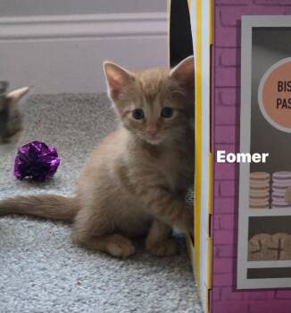 Eomer -  Domestic Short Hair Cat for Adoption in Darien, Georgia - Eomer | PetCurious