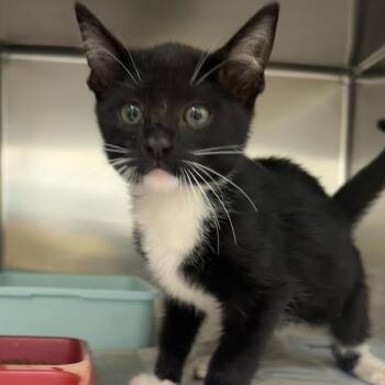 Quazar -  Domestic Short Hair Cat for Adoption in Auburn, Alabama - Quazar | PetCurious