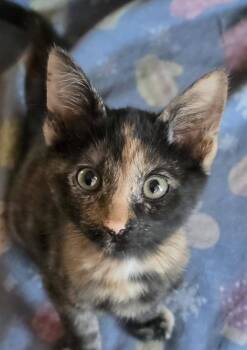 Gobble -  Domestic Short Hair Cat for Adoption in Eugene, Oregon - Gobble | PetCurious