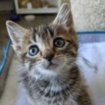 Faith w/ Willow - In Foster! -  Domestic Short Hair Cat for Adoption in Flagstaff, Arizona - Faith W/ Willow - In Foster! | PetCurious